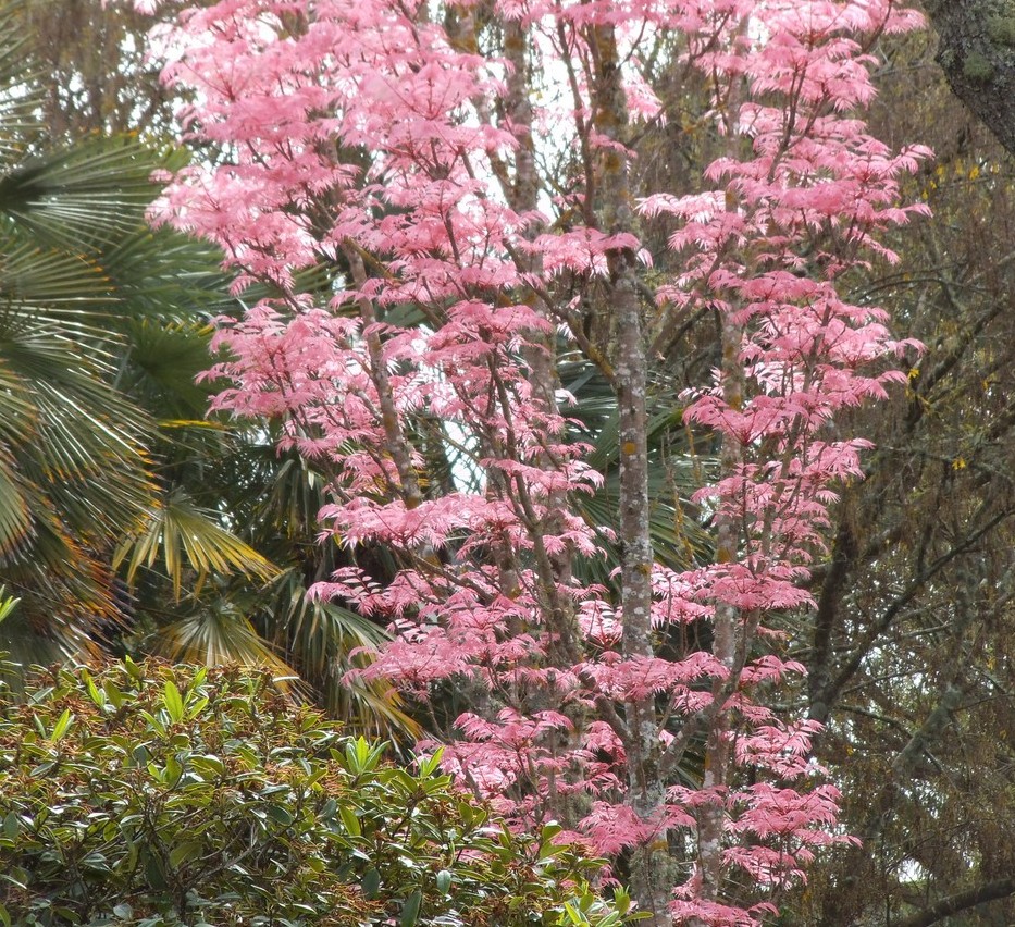 Flamingo tree leaves: Festival of leaves Week 3 (3/6)